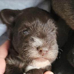 Zara - Liver female Miniature Schnauzer puppy in Ferndale, Washington from Blackhorse Schnauzers Washington state