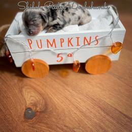 Dachshund Puppies from Shiloh Ridge Dachshunds