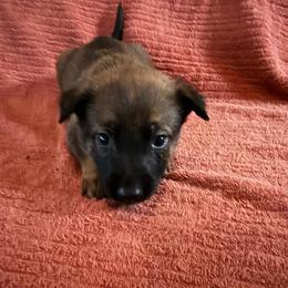 Zira - Sable female Working Dog Cross puppy in Sheridan, Arkansas from Dark Sky Kennels