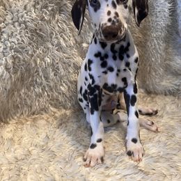 Dalmatian Puppies from City Dals