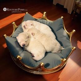 Pomeranian Puppies from Kouture Pomeranians