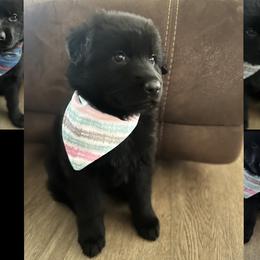 German Shepherd Puppies from Prolific Northwest K9s