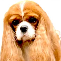 Emerald - Cavalier King Charles Spaniel