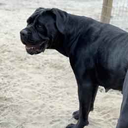 Sasha - Cane Corso
