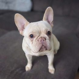 Jasmine - French Bulldog