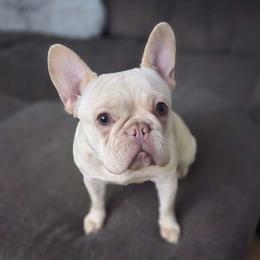 Jasmine - French Bulldog