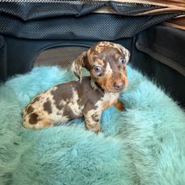 Layla - Dapple female Dachshund puppy in Modesto, California from Raws Doxies