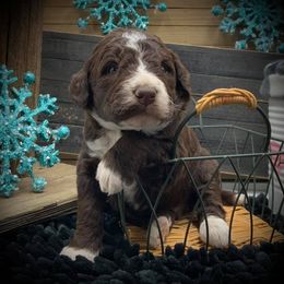 Aussiedoodles, Bernedoodles, and Goldendoodles from Mikkiana's Doodles
