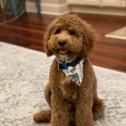 Mav - Goldendoodle