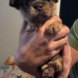 Girl 2 - Tricolors female French Bulldog puppy in Colorado from NOCO French Bulldogs