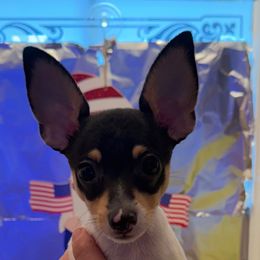 Boy B-1-B - White black and tan male Toy Fox Terrier puppy in Clermont, Florida from Debbie Hiles's Toy Fox Terriers