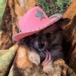 STORMY 2 - Wolf sable female Pomeranian puppy in Lore City, Ohio from Tonia's Pomeranians