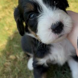 Flapjack - male Australian Mountain Doodle puppy in Snook, Texas from Snook Acres Doodles