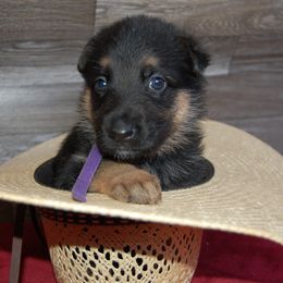 Purple - Black and tan female German Shepherd puppy in San Antonio, Texas from Von Arc German Shepherds