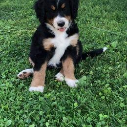 Bernedoodle, Goldendoodle, and Poodle Puppies from Avery Doodle Day LLC