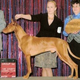 Sonic - Pharaoh Hound