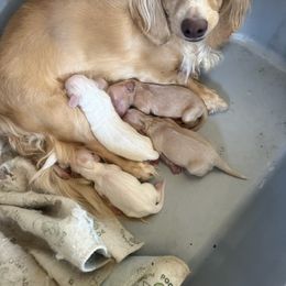 Flower - Cream female Dachshund puppy in Lakecreek, Oregon from Forever Doxie