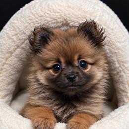 Teddy - Wolf sable male Pomeranian puppy in Mc Henry, Illinois from Pomeranians