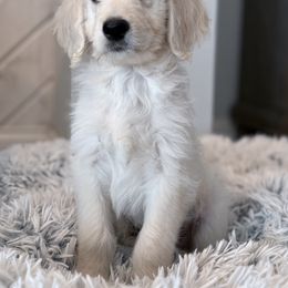 Goldendoodle, Golden Retriever, Poodle, and Shih Tzu Puppies from Platinum Paws Puppies