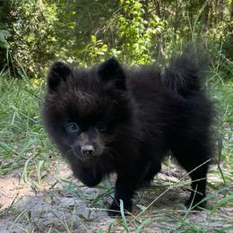 Menchicka - Black female Pomeranian puppy in Bamberg, South Carolina from Shakhor Ohr Collies and Pomeranians