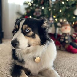 Australian Shepherd All Grown Up from True Heart Aussies