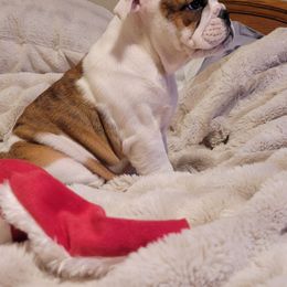 Pippa - Red brindle and white female Bulldog puppy in Missoula, Montana from Dazzle's Bulldogs