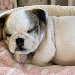 Sara - Fawn brindle and white female Bulldog puppy in Ranger, Texas from Select Bulldogs