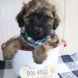 Hairy - Brown male Whoodle puppy in Smallett, Missouri from Leshas Whoodles