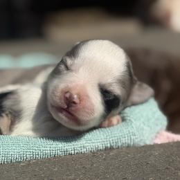 Glitter - Blue merle female Toy Australian Shepherd puppy in North Lakeport, California from Wild Rose Ranch