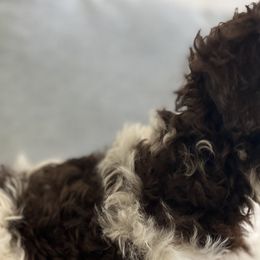 Cavapoos from Jane Wells