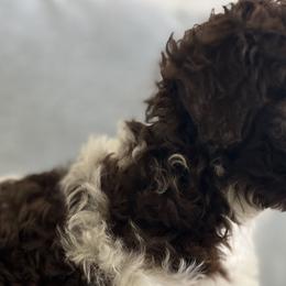 Cavapoos from Jane Wells