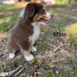 Boy 2 - Red tri-color male Australian Shepherd puppy in Bremen, Georgia from Ash-Land Aussies
