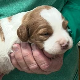 Pink boy 2 - Orange and white male Brittany puppy in Floyd Knobs, Indiana from Cross Creek Brittanys