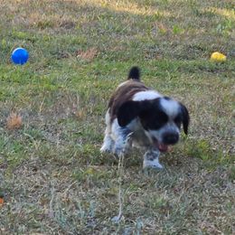 English Springer Spaniel Puppies from Savannah River Springers