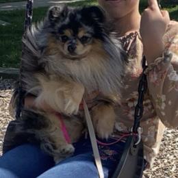 Kevin - Pomeranian