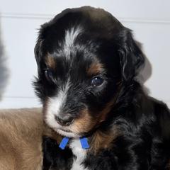 Aussiedoodles, Australian Mountain Doodles, Bernedoodles, Cavapoos, and Goldendoodles from CocoLove Doodles