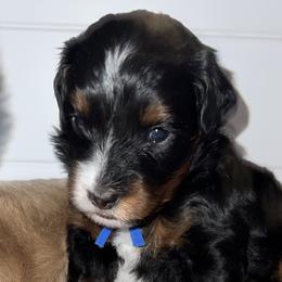 Aussiedoodles, Australian Mountain Doodles, Bernedoodles, Cavapoos, and Goldendoodles from CocoLove Doodles