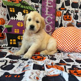 Girl 3 (Rollei) (red collar) - Light golden female Golden Retriever puppy in Hubbard, Ohio from Whickering Pines Golden Retrievers