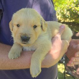 Boy 1 - male Golden Retriever puppy in Mount Vernon, Washington from Hunnydew Goldens
