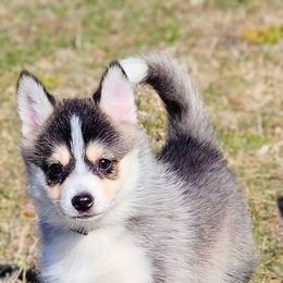 Dasher - Gray and white Pomsky puppy in Kennewick, Washington from Nebula Ranch Pomskies