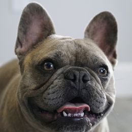 Zodiac - French Bulldog