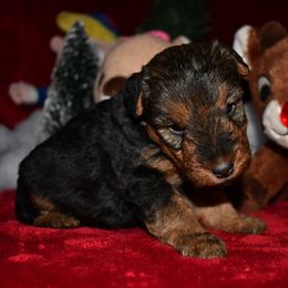 Frost - Black and tan male Welsh Terrier puppy in Draper, Virginia from Shady Oaks WFT