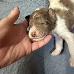 Addison - male Newfypoo puppy in San Antonio, Texas from Mammoth Doodles