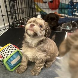 Fawn Sable Silver Points MALE - Fawn sable male Havanese puppy in Monahans, Texas from Homeward Havanese, LLC