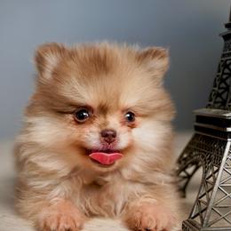 Eevie - Chocolate merle female Pomeranian puppy in Santa Clarita, California from Hollywood Mini Pets