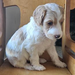 Suzie - Sable female Goldendoodle puppy in Kansas City, Missouri from Poppy's Doodles
