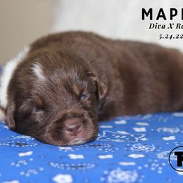 Australian Shepherd, Miniature Australian Shepherd, and Toy Australian Shepherd Puppies from TK Standard, Mini, & Toy Aussies