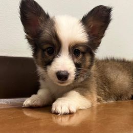Boy 1 - White and red Pembroke Welsh Corgi puppy in Liberty, Tennessee from Taylor's Corgi's