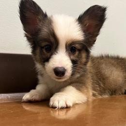 Boy 1 - White and red Pembroke Welsh Corgi puppy in Liberty, Tennessee from Taylor's Corgi's