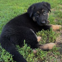 Bumble Bee - Bi-color male German Shepherd puppy in Sand Springs, Oklahoma from Austerlitz German Shepherds